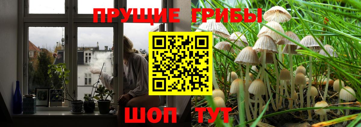 Псилоцибиновые грибы Psilocybine cubensis Берёзовский
